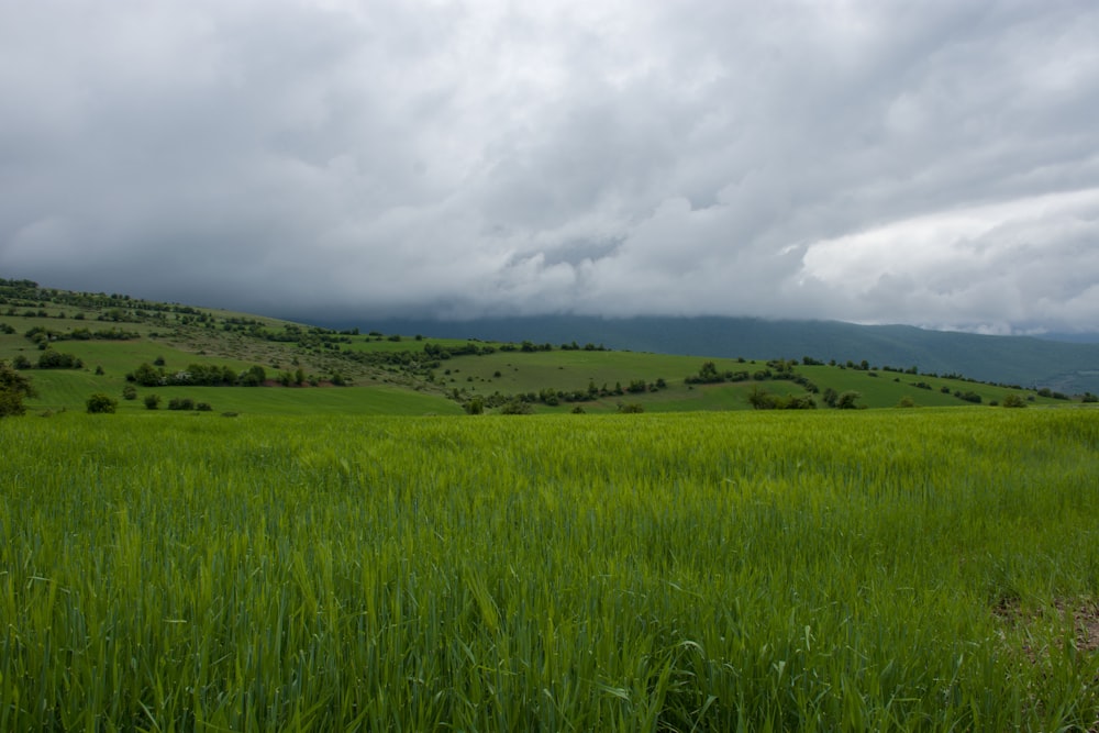 a grassy field with hills in the background