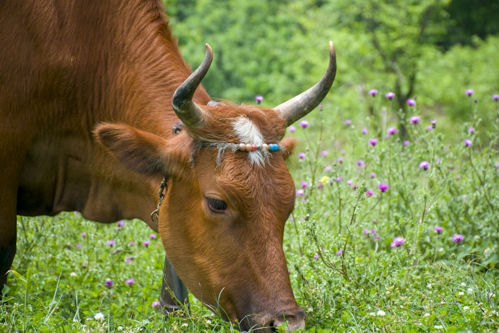 a cow with horns in a meadow