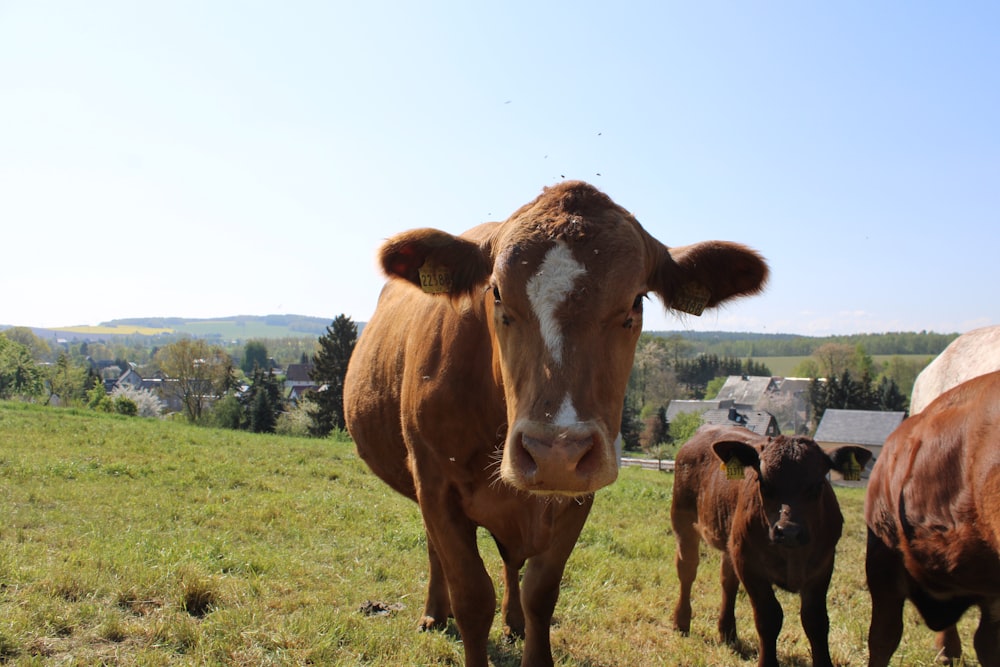 cows in a field