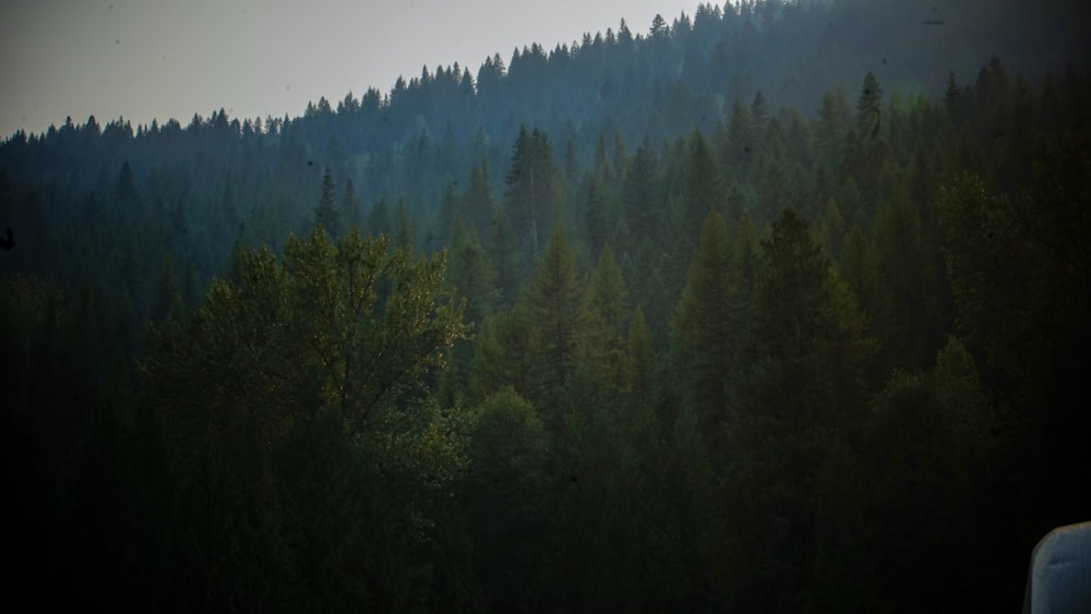 a forest of trees