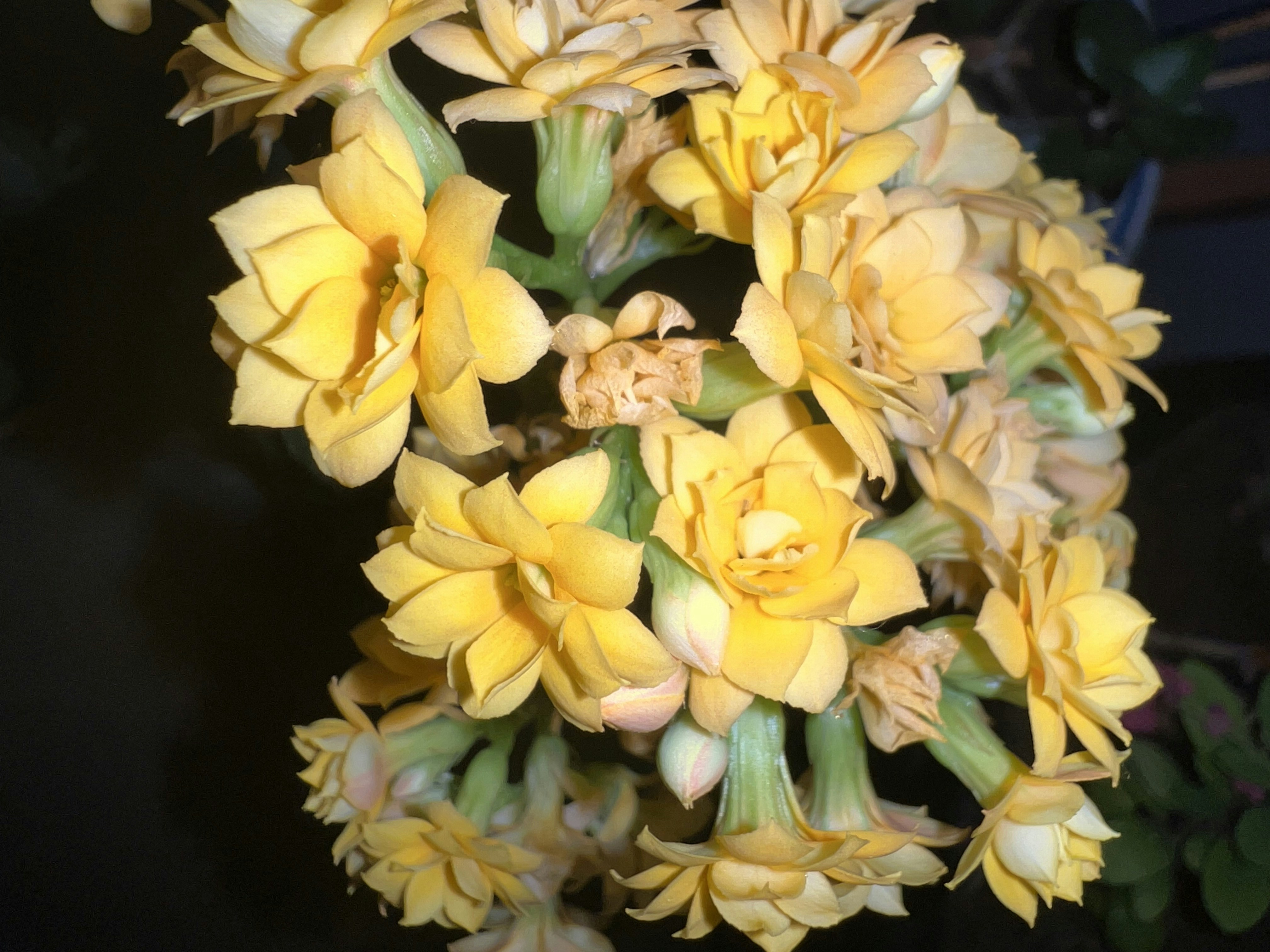 A cheerful bouquet of yellow lilies
