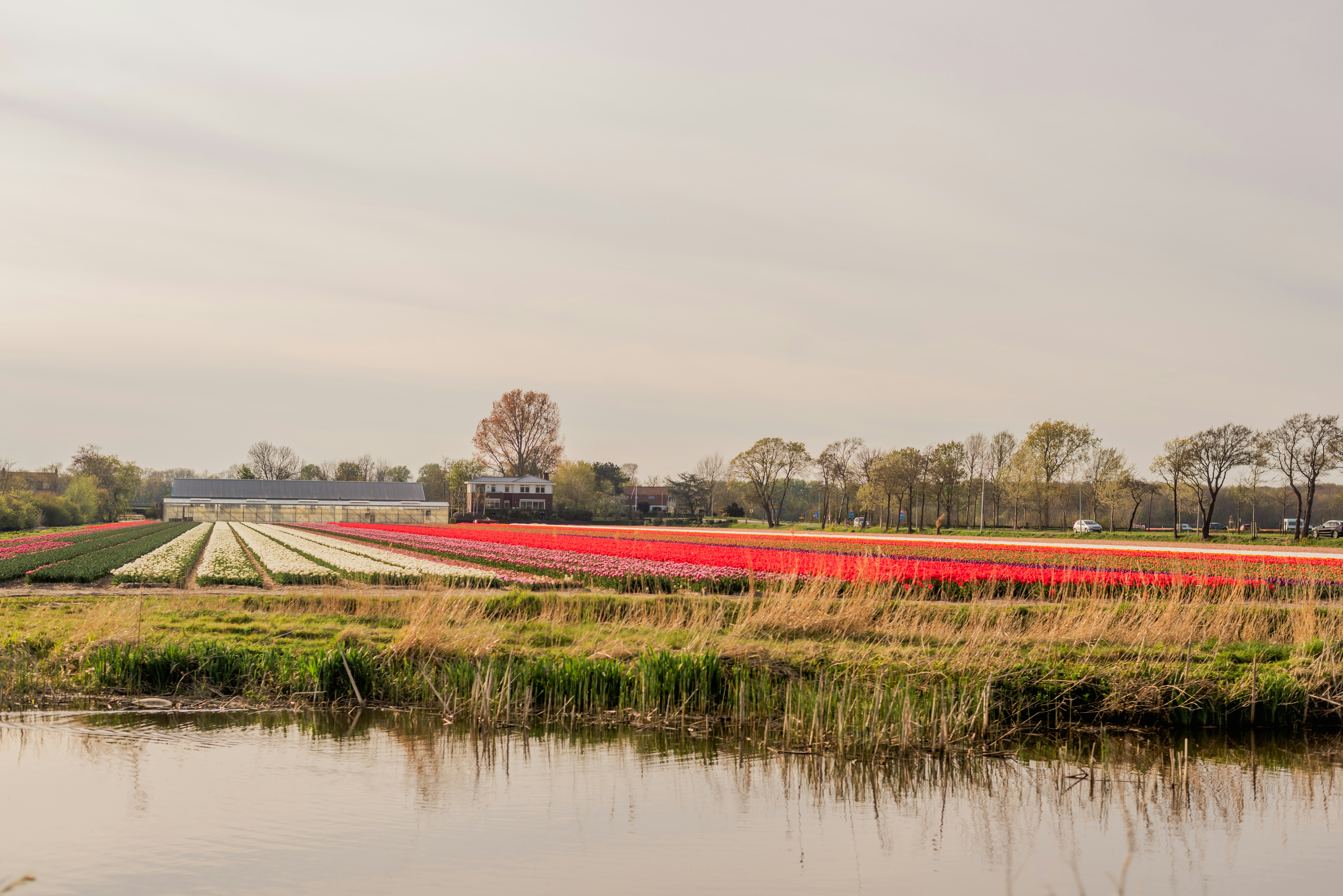 Afbeelding van Hillegom