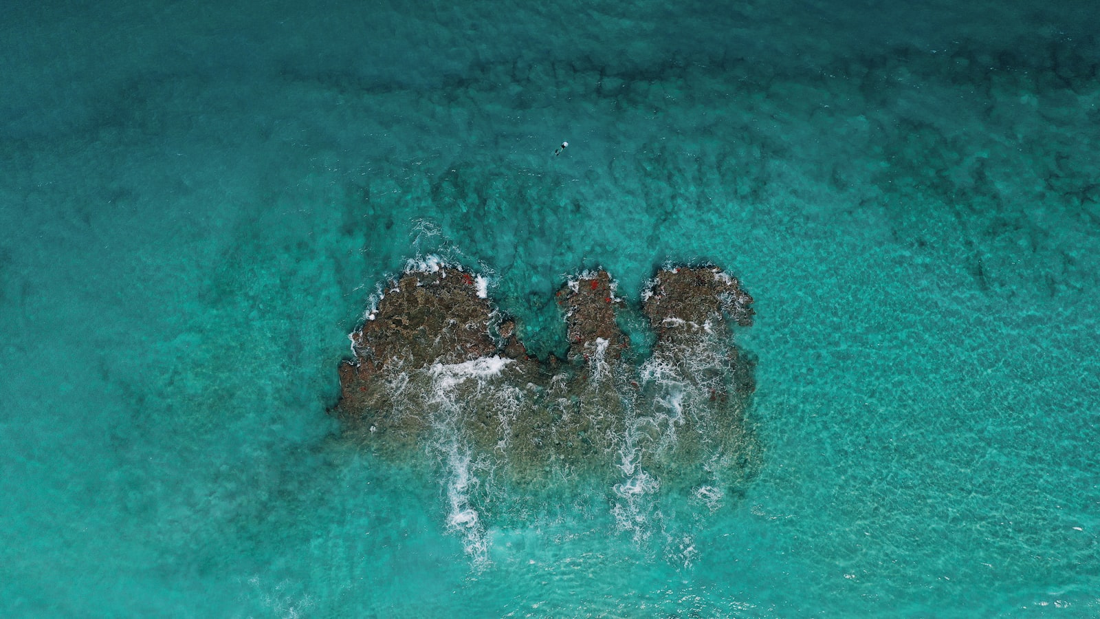 Tropical palm trees and blue water along a Florida waterfront