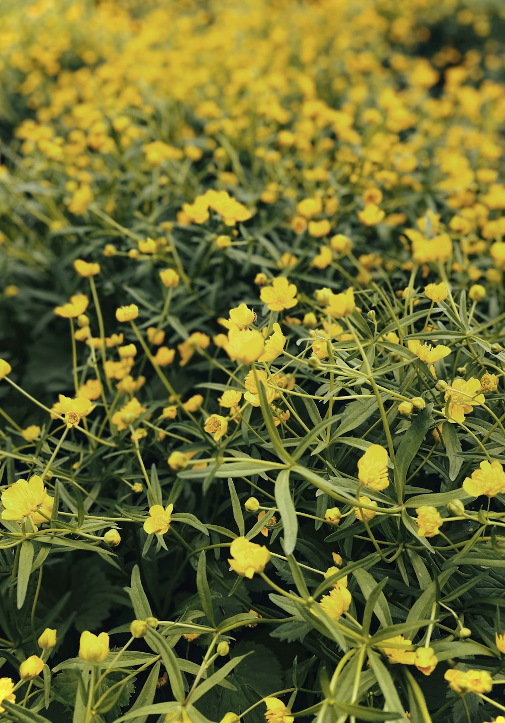 un campo di fiori gialli
