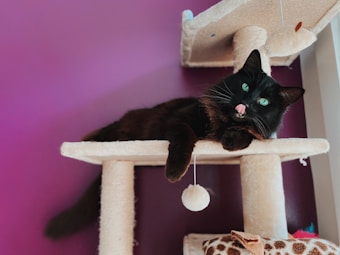A black cat with green eyes is lounging on a beige cat tree against a purple wall. The cat's pink tongue is visible as it licks its lips. A fuzzy white ball is attached to the cat tree as a toy.