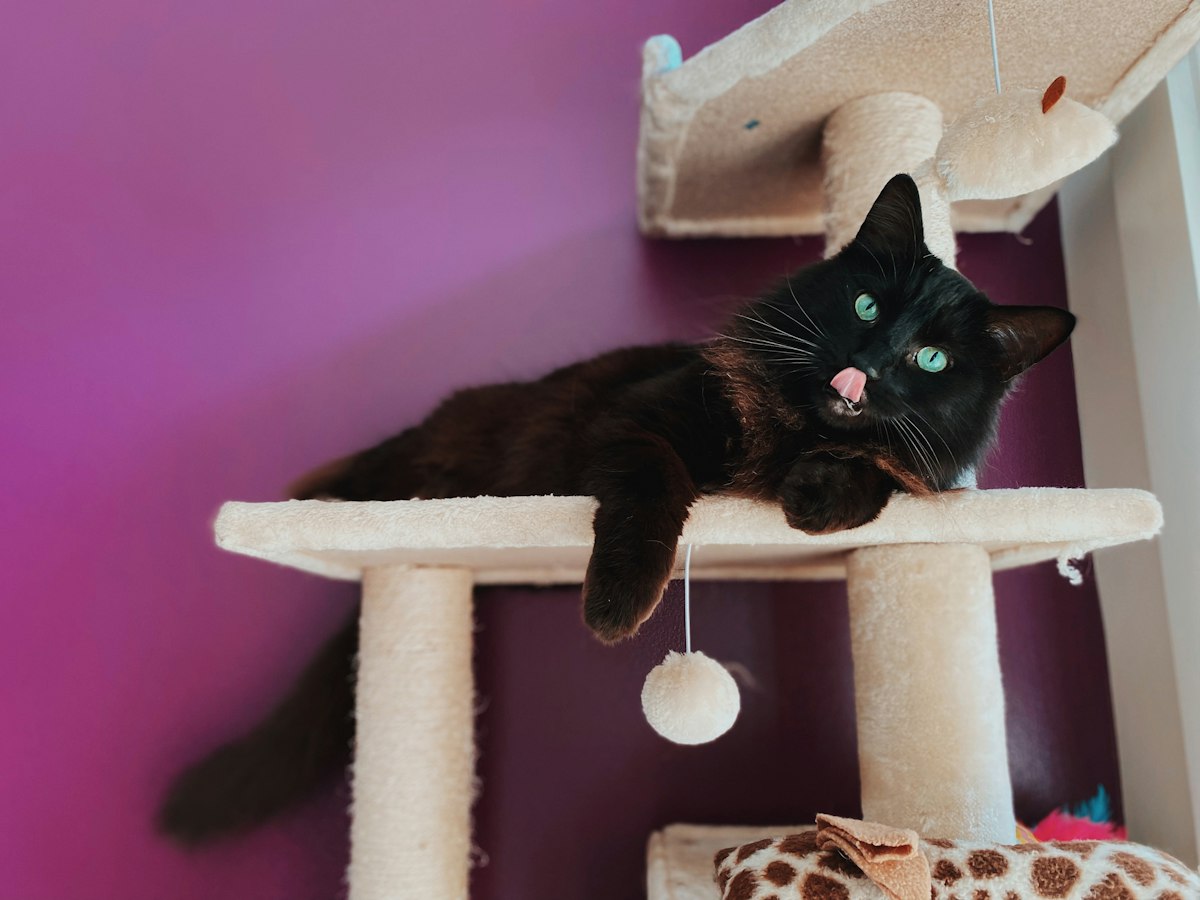 Black cat sitting on a cat tree at home