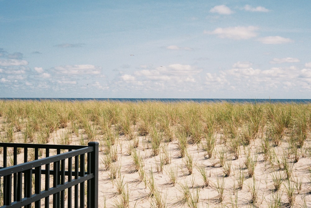 a field of tall grass