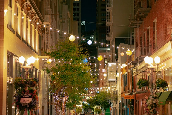 a tree in a city