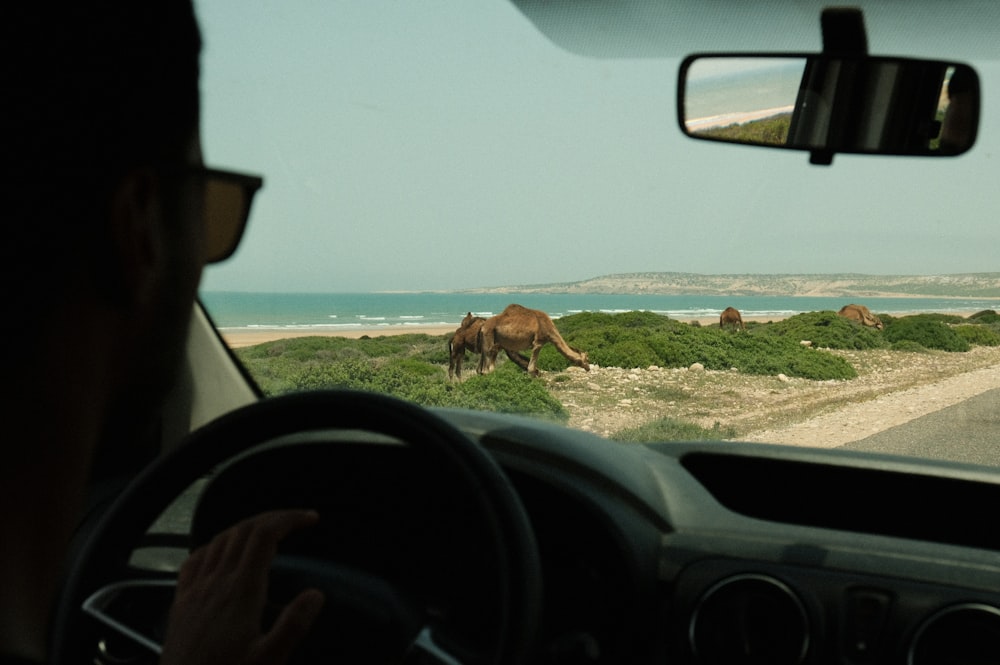 a person driving a car with a group of camels in the background
