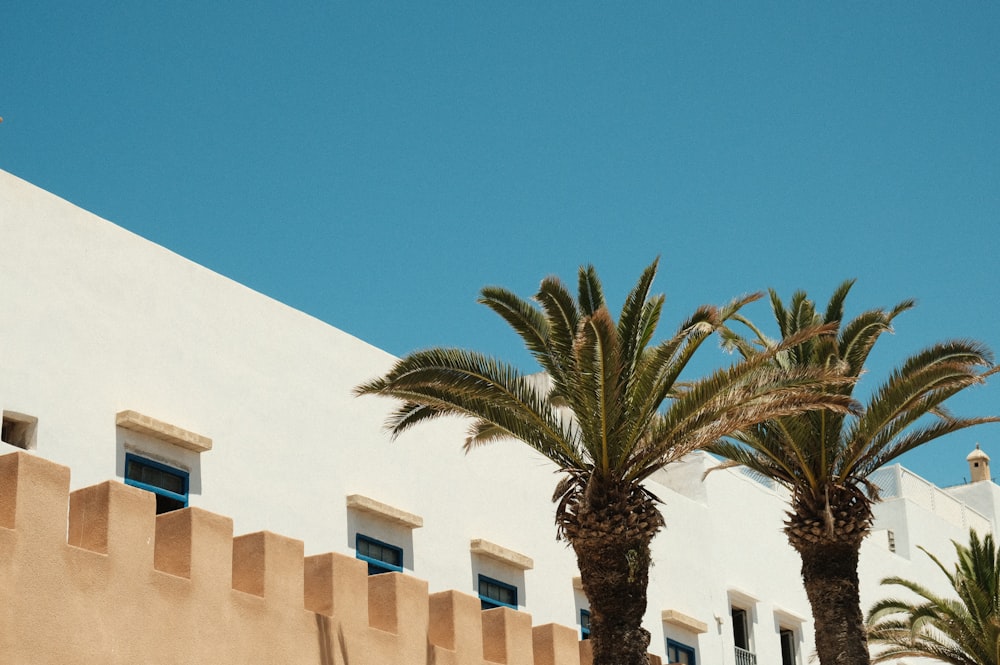 palm trees in front of a building