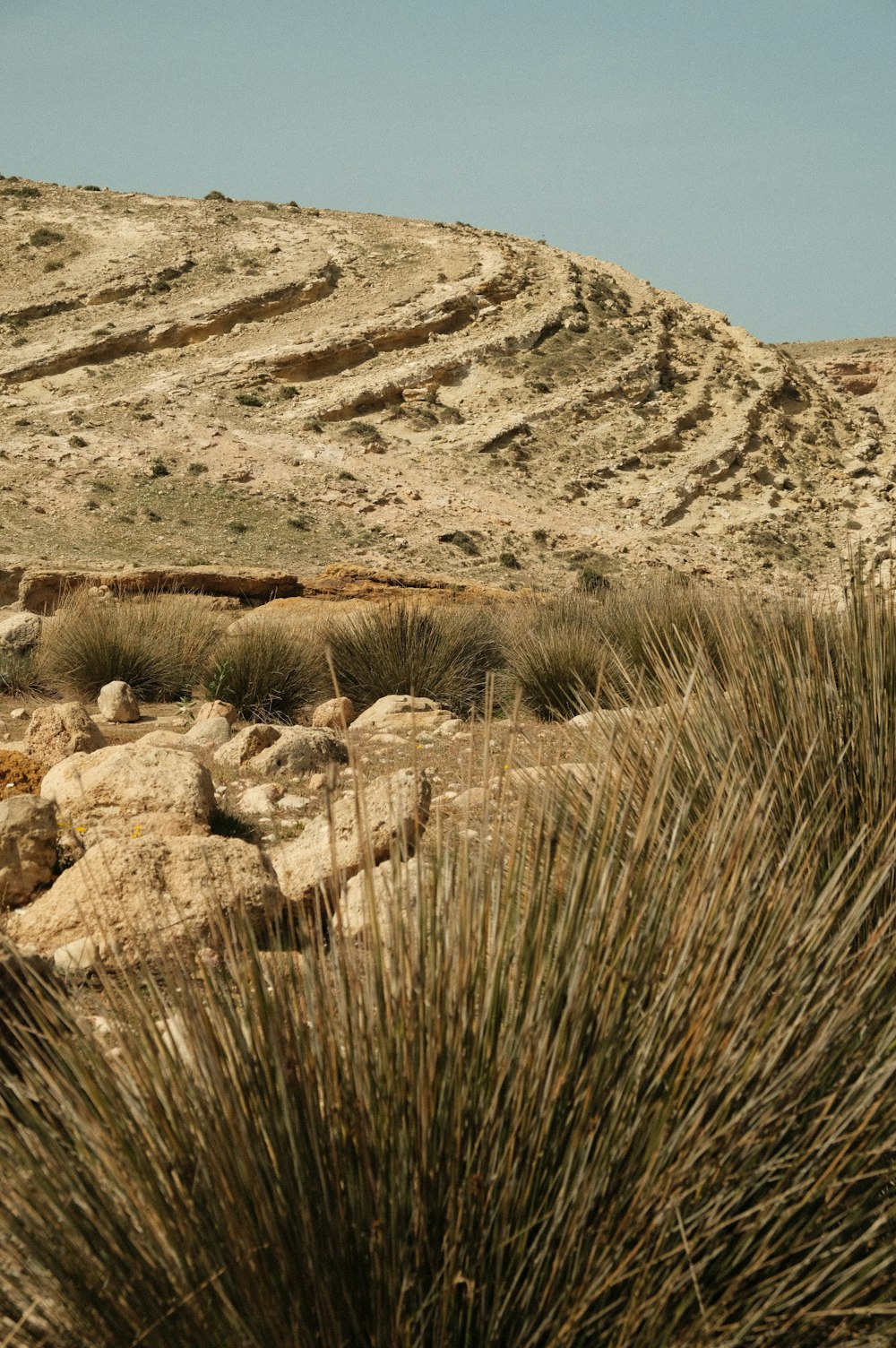 a grassy area with rocks and bushes