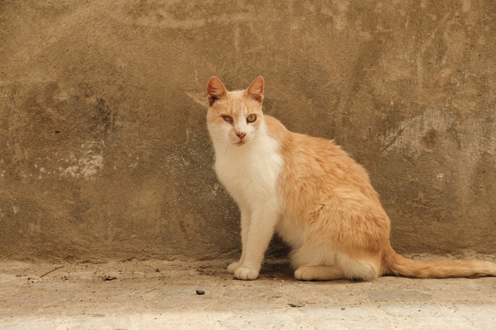 a cat sitting on the ground