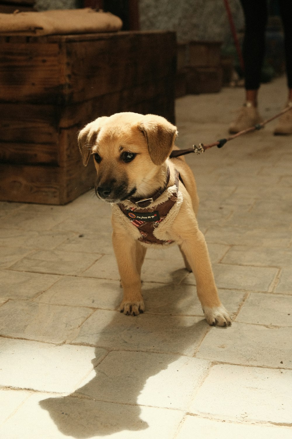 Un petit chien en laisse