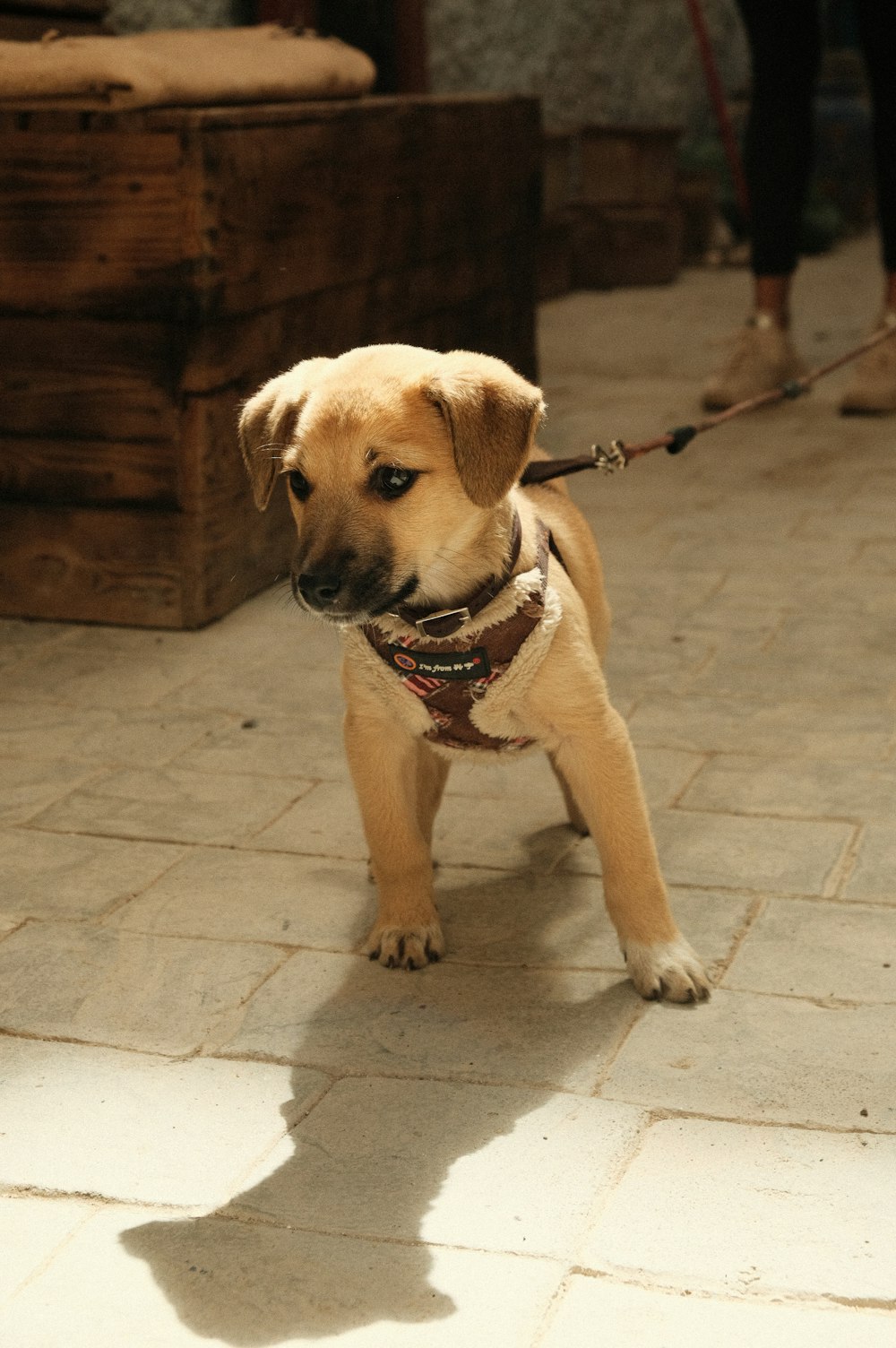 a small dog on a leash