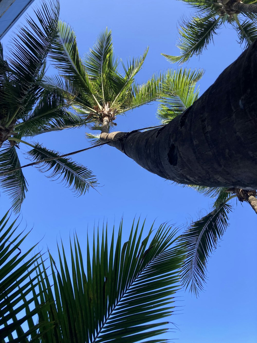 a palm tree with a blue sky