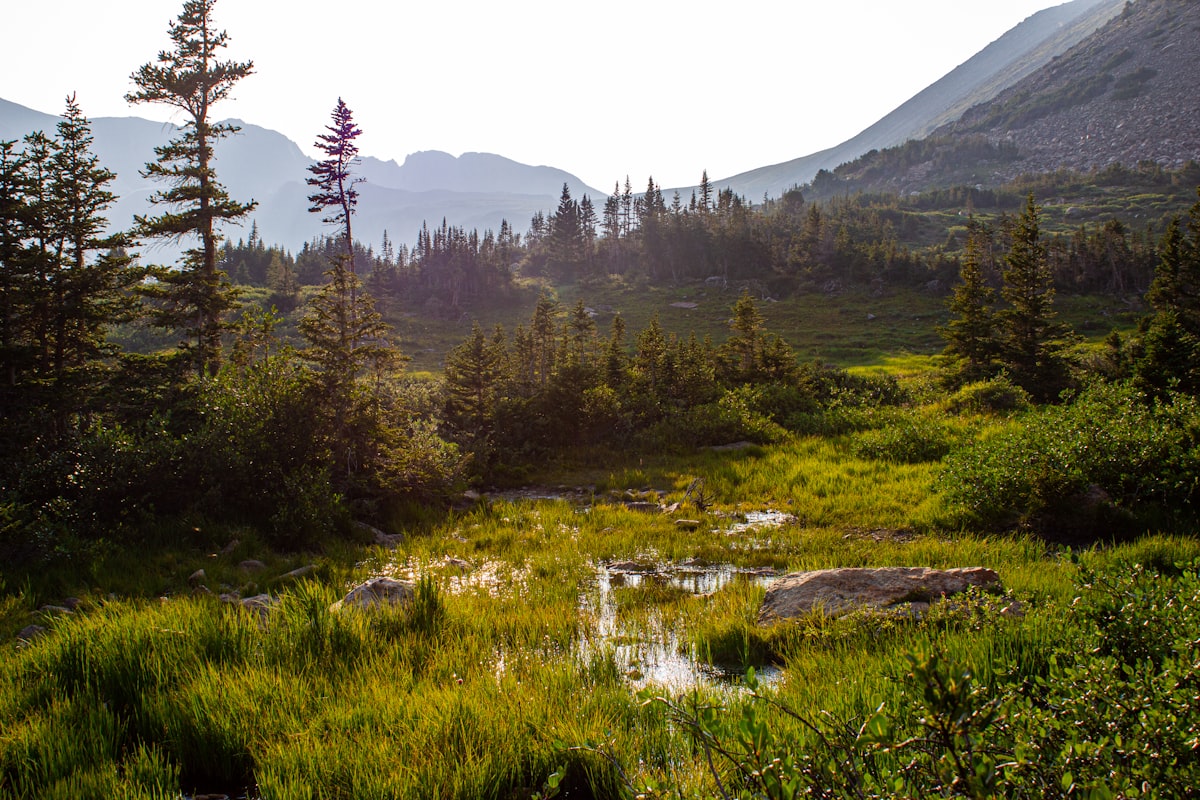 A clear stream flowing through a green Colorado valley — the kind of seam-and-riffle water where contact nymphing earns its keep