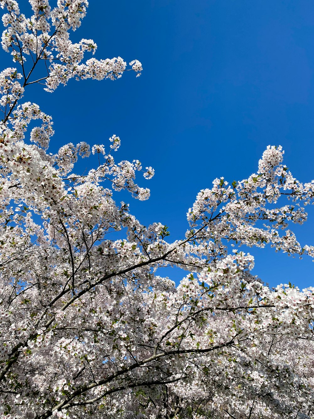 a tree with white flowers