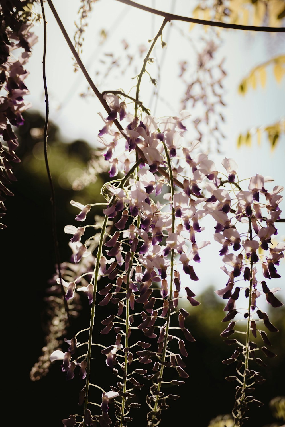 a close up of a tree branch