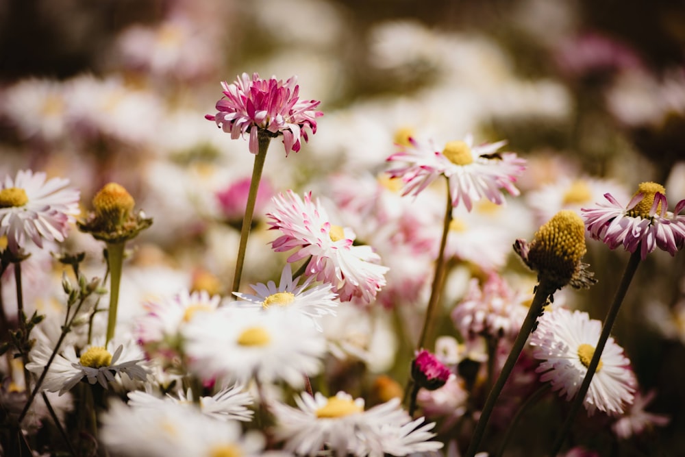 a close up of some flowers