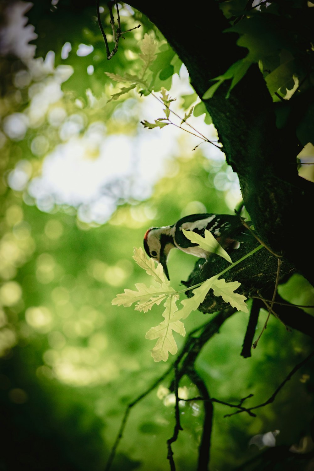 a bee on a tree branch