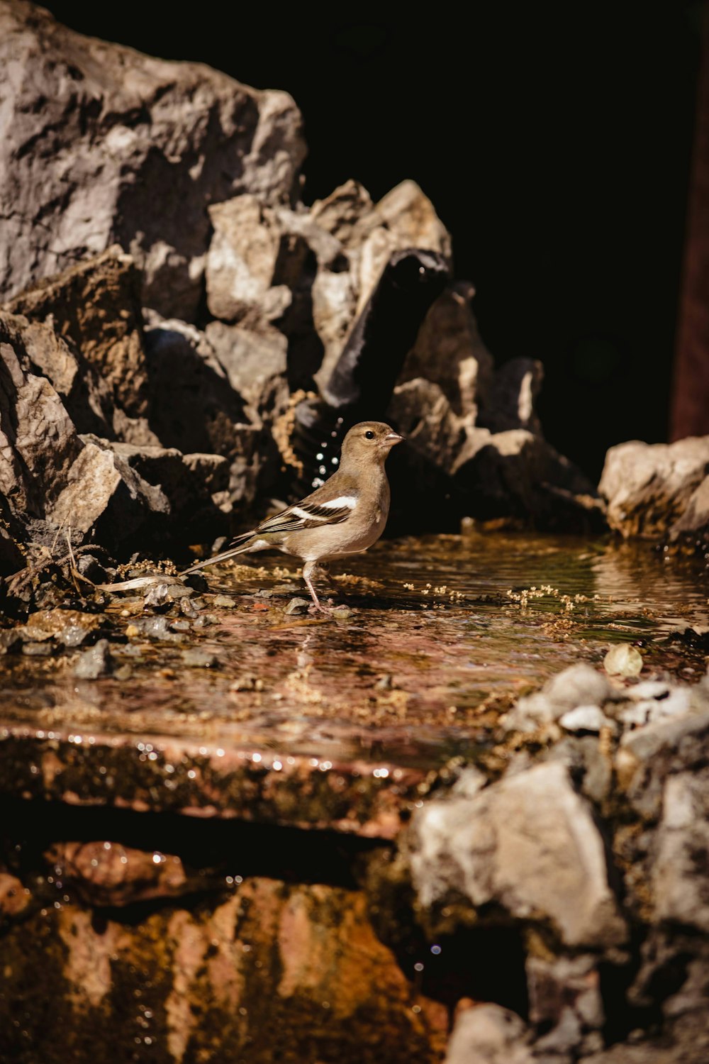 a bird standing in water