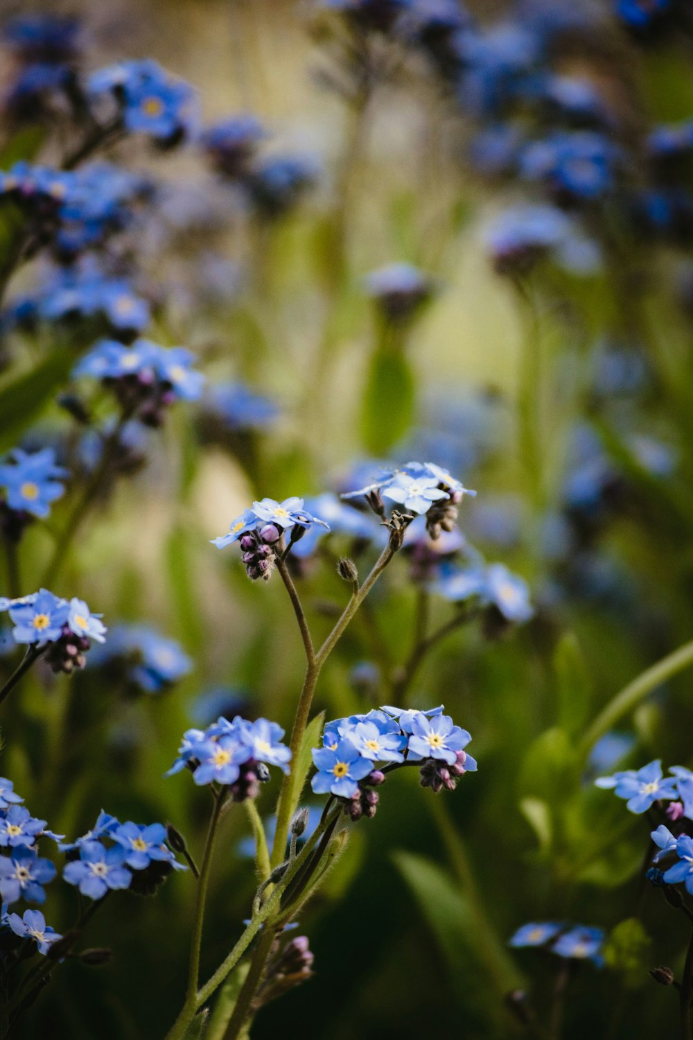 a close up of some flowers