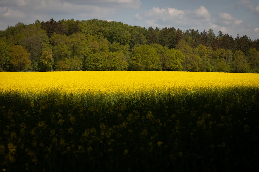 a field of yellow flowers