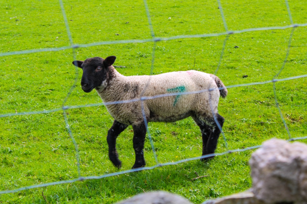 a sheep in a fenced in area