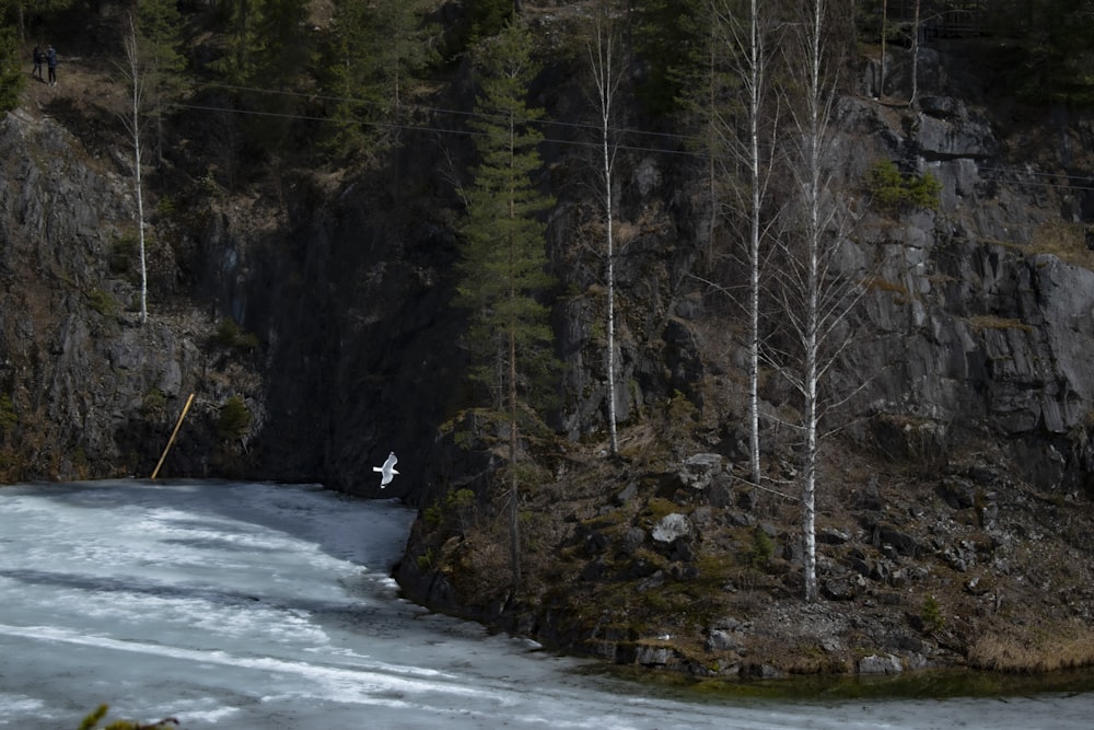 a river with trees and rocks