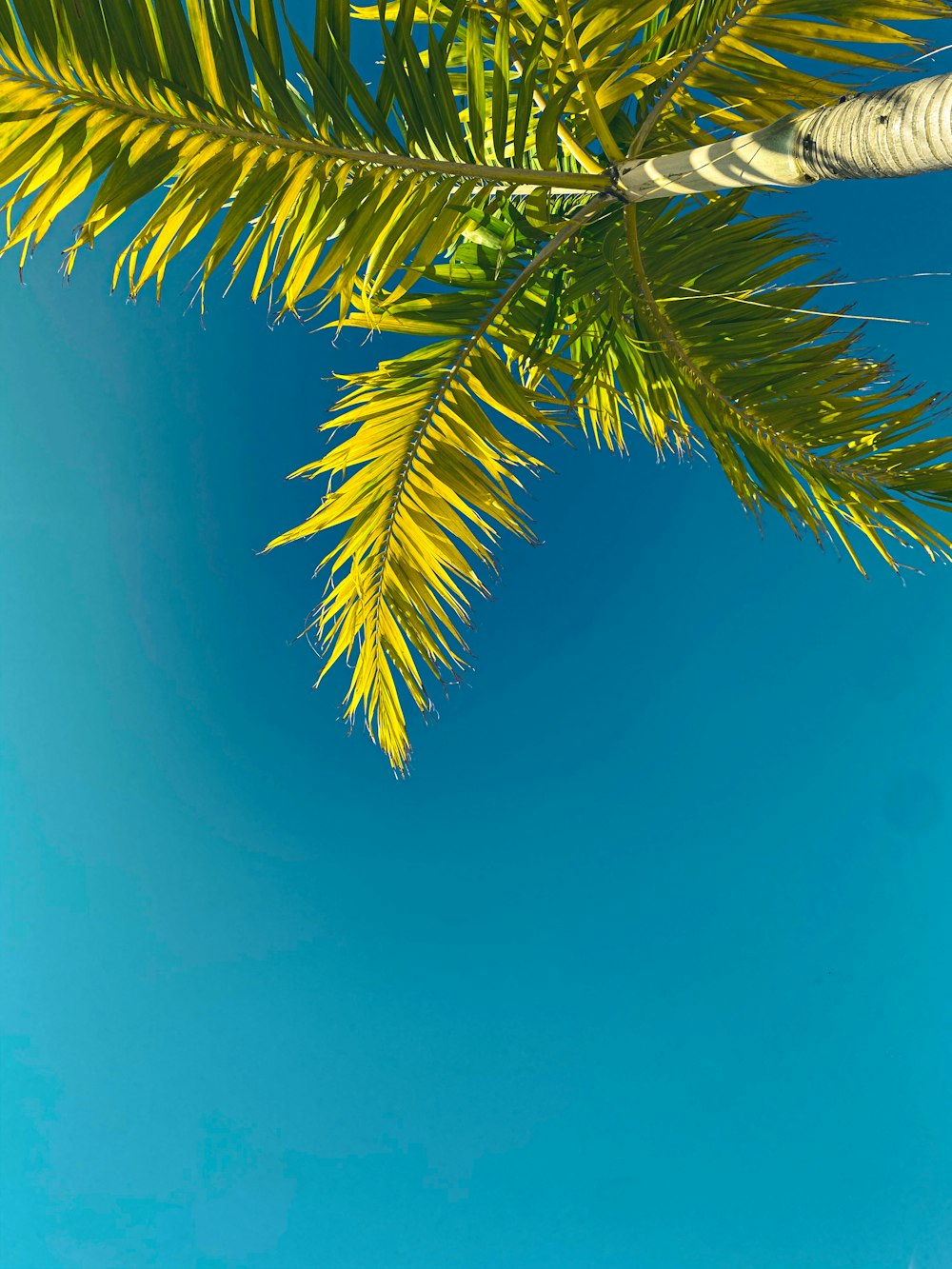 a tree branch with leaves