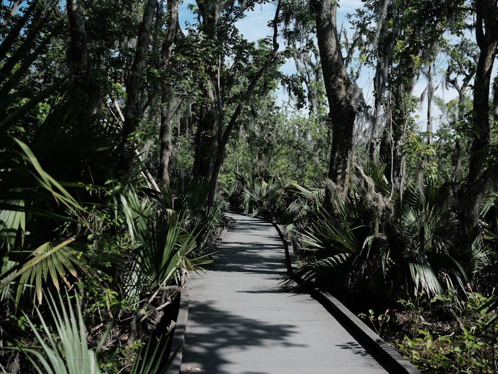 a path through a forest