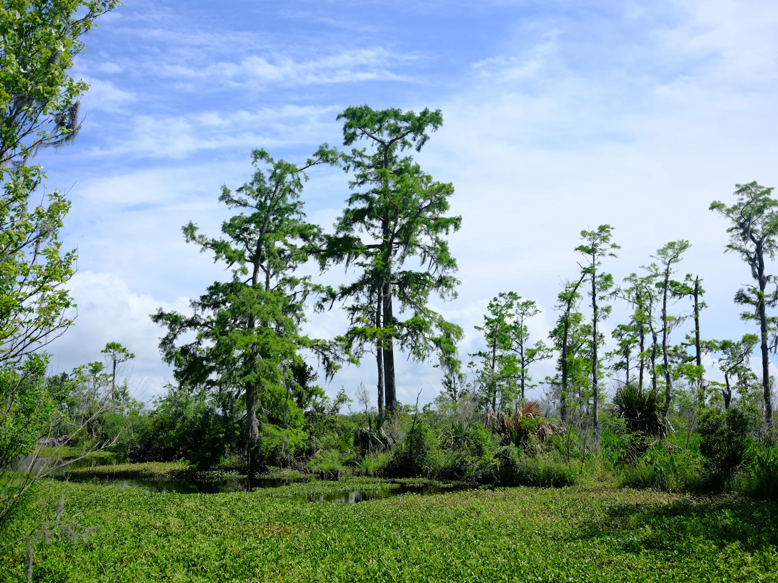 A stand of bare trees in an open field.