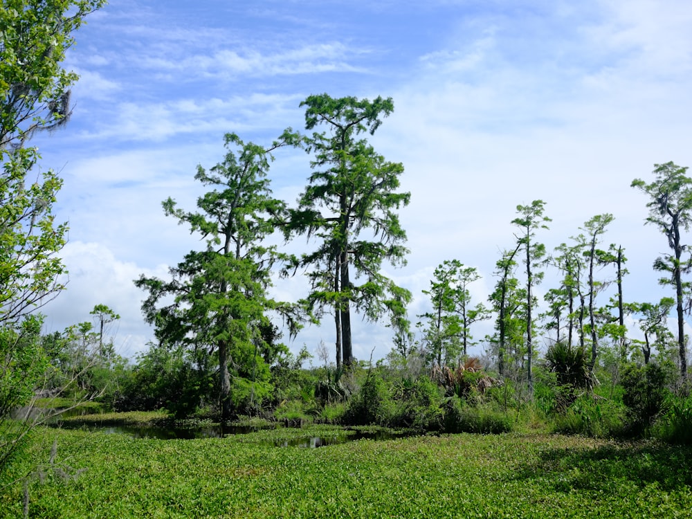 a group of trees in a field