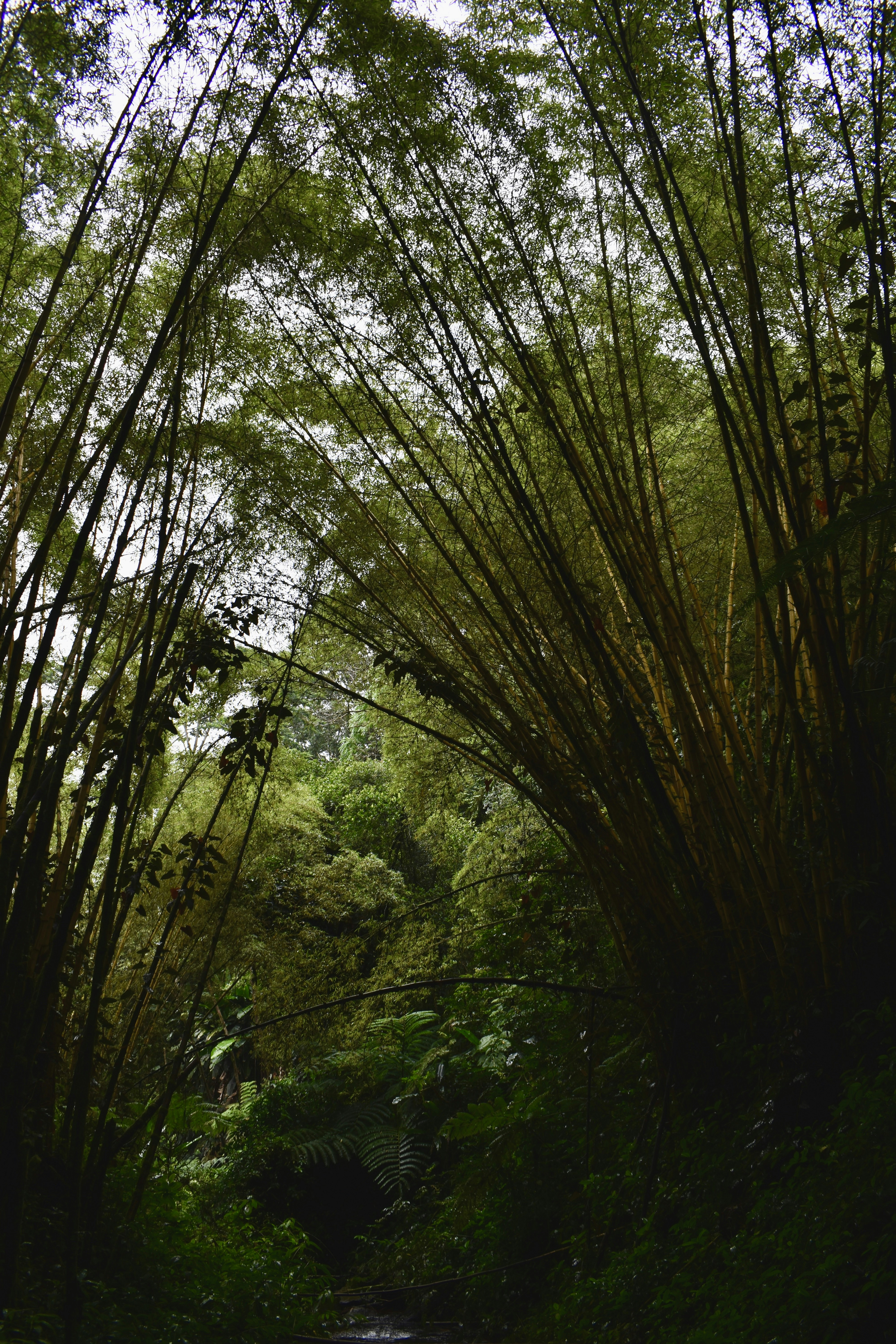 Ein Wald aus Bäumen