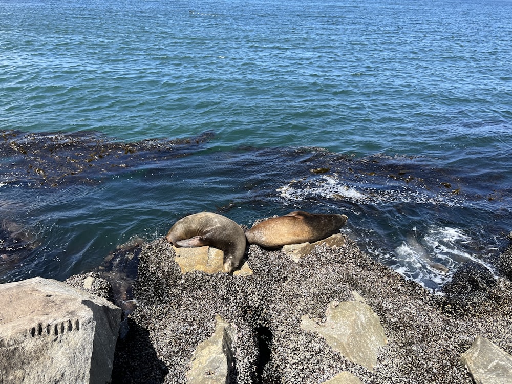 two sea lions on a rock