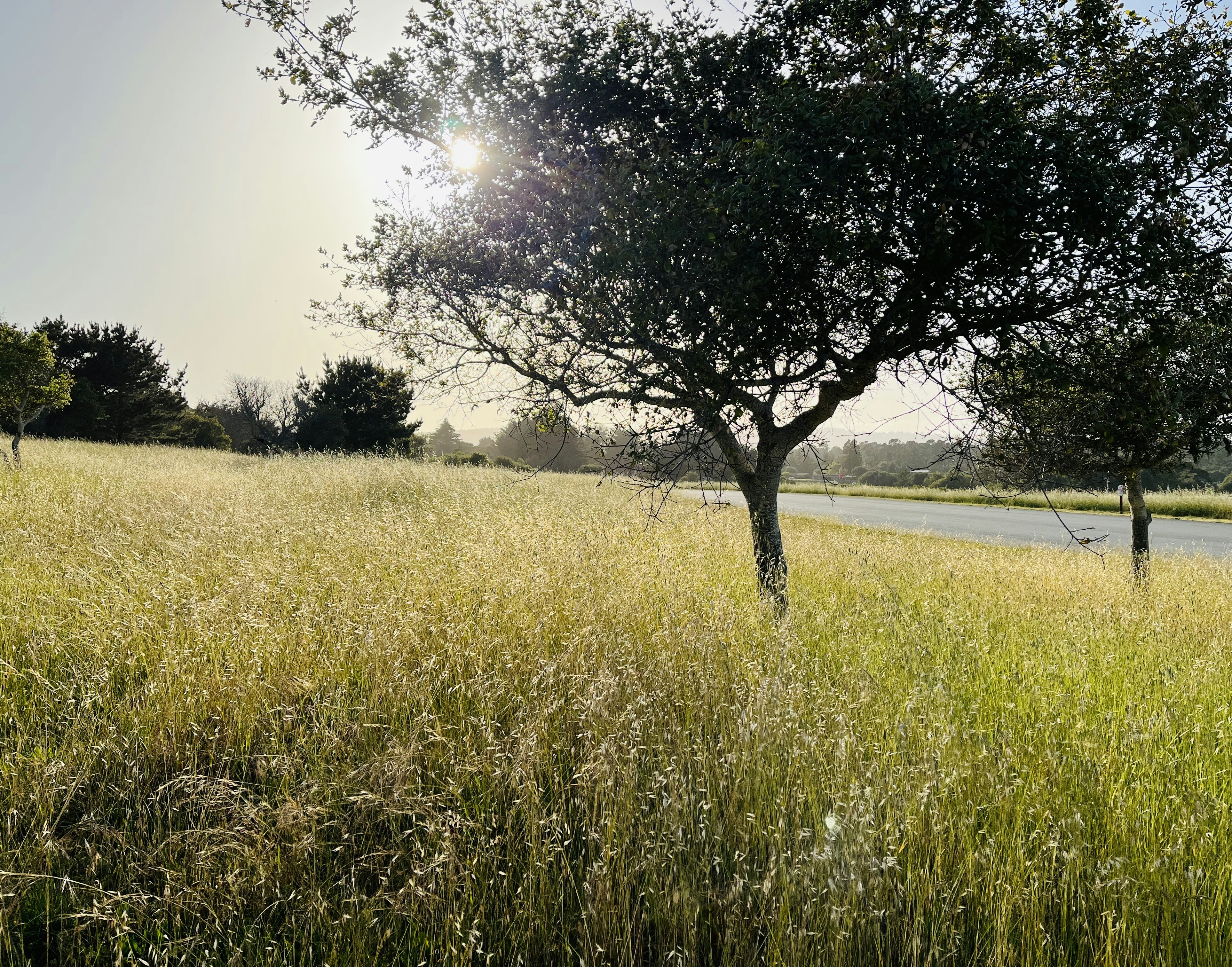 a tree in a field