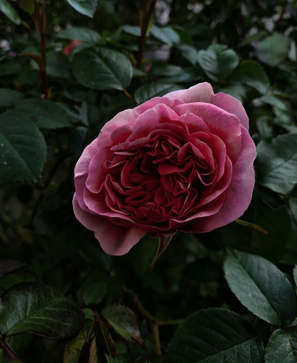 a pink rose with green leaves