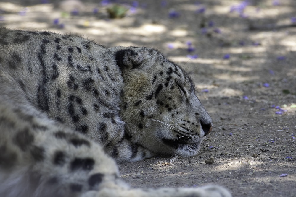 a cheetah lying on the ground