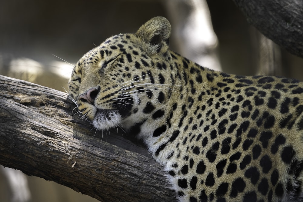 un leopardo acostado en la rama de un árbol
