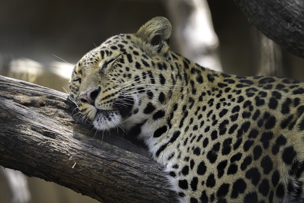 a leopard lying on a tree branch