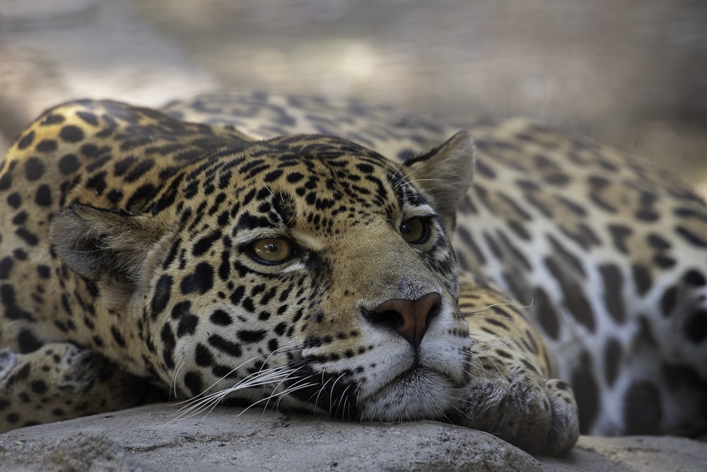 a cheetah lying down