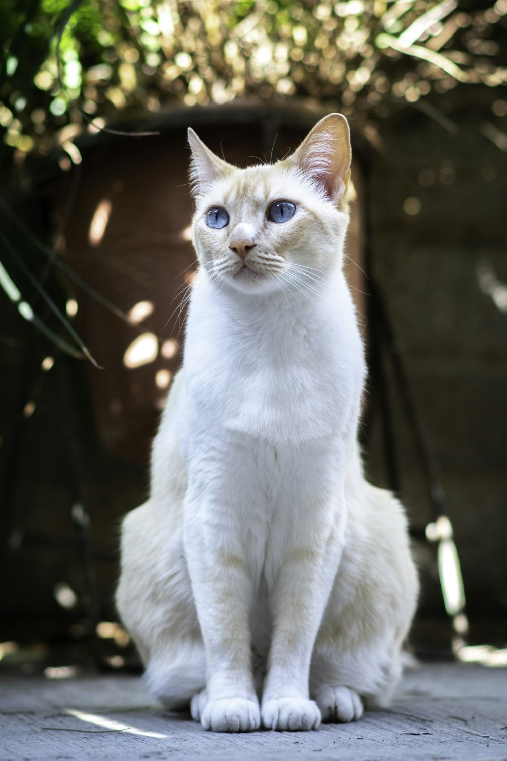 a cat sitting on a stone surface