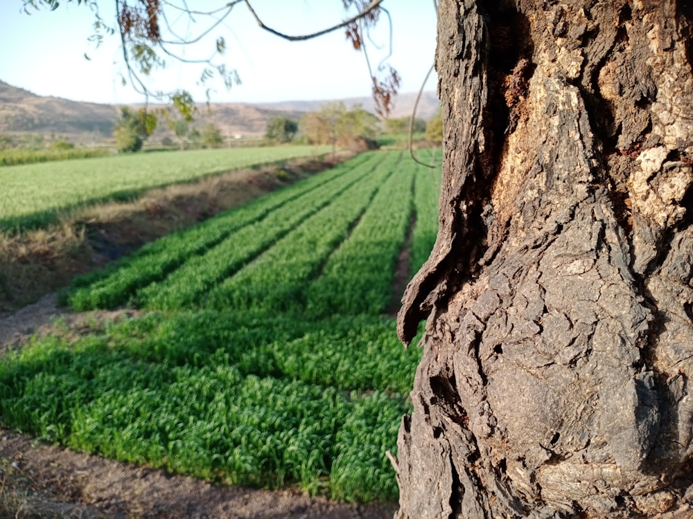 a tree next to a field