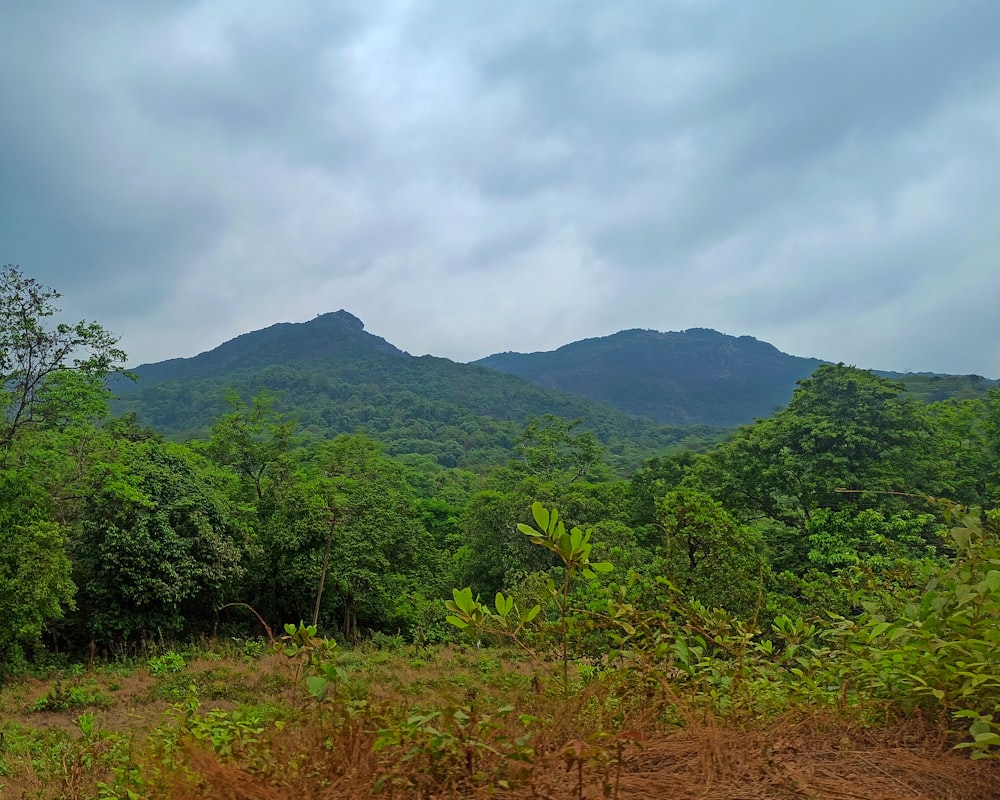 a forest with mountains in the background