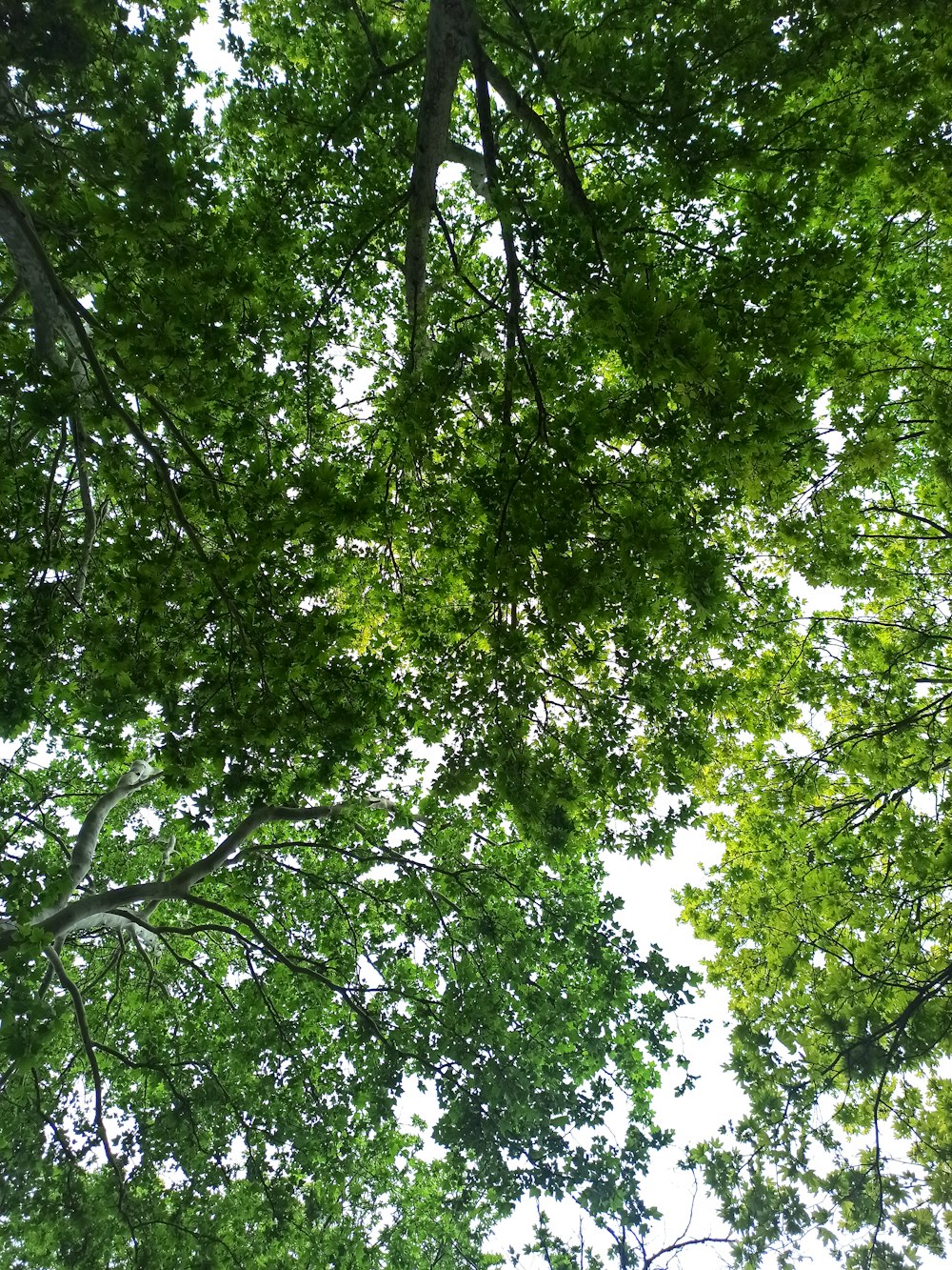 looking up at trees
