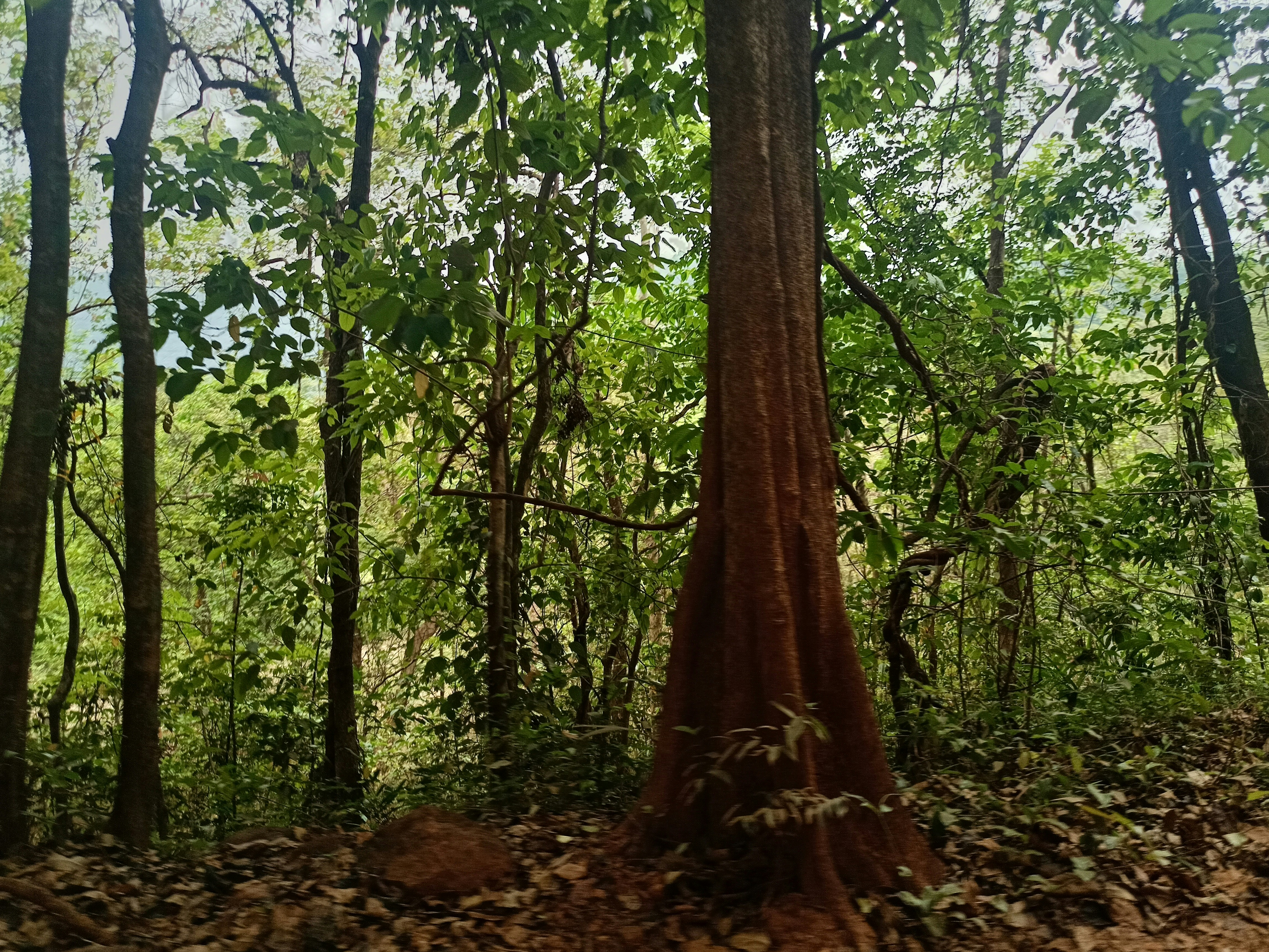 Photo by utkarshshankar1