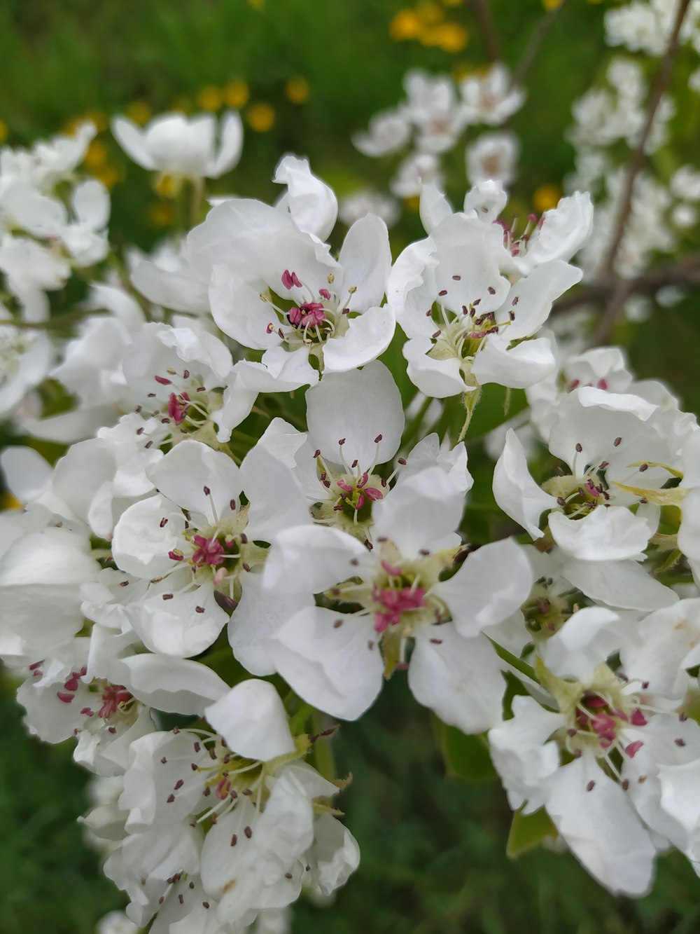 a close up of white flowers