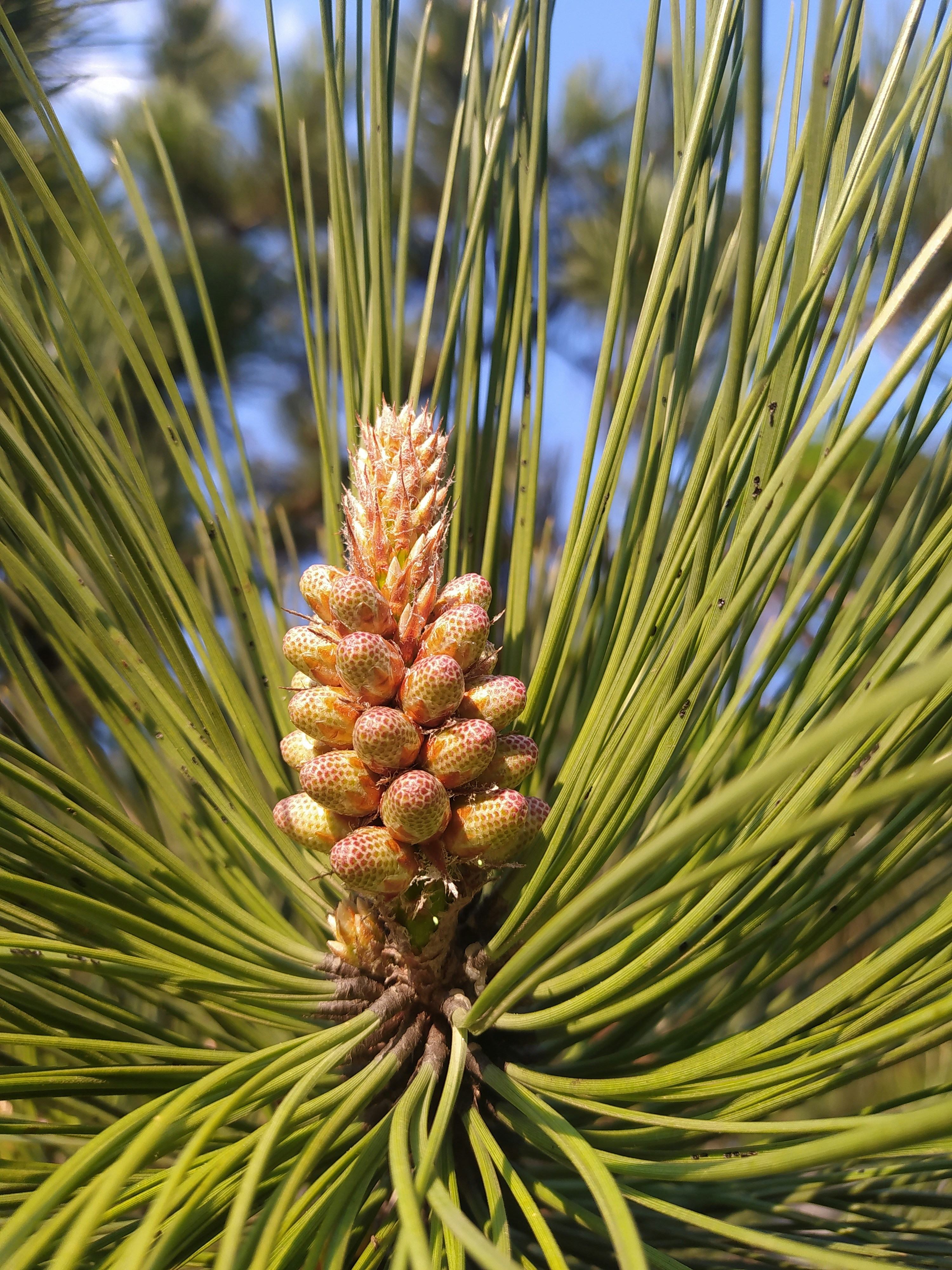 Photo by helen_zahrai