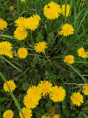 Bright yellow dandelion flowers scattered among green grass and leaves, with some stems and buds visible.