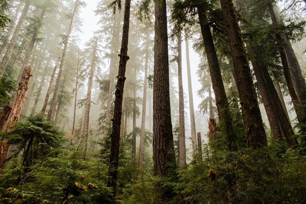 a forest of tall trees